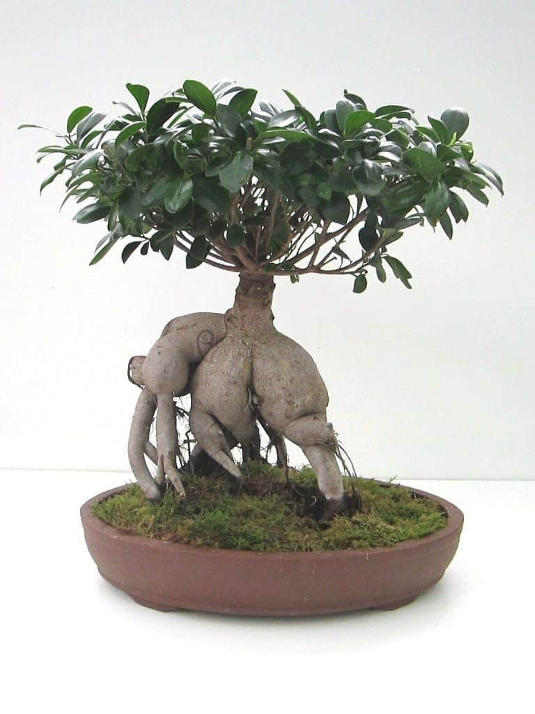 Enviar bonsai ficus