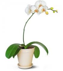 orquidea blanca de un tallo